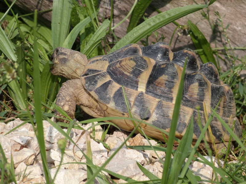 URGENT: Renseignements développement oeufs de tortues P1030211