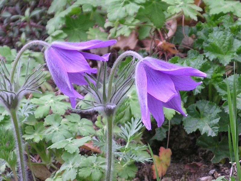 Pulsatilla vulgaris : l' Anémone pulsatille - Page 5 Imgp0042