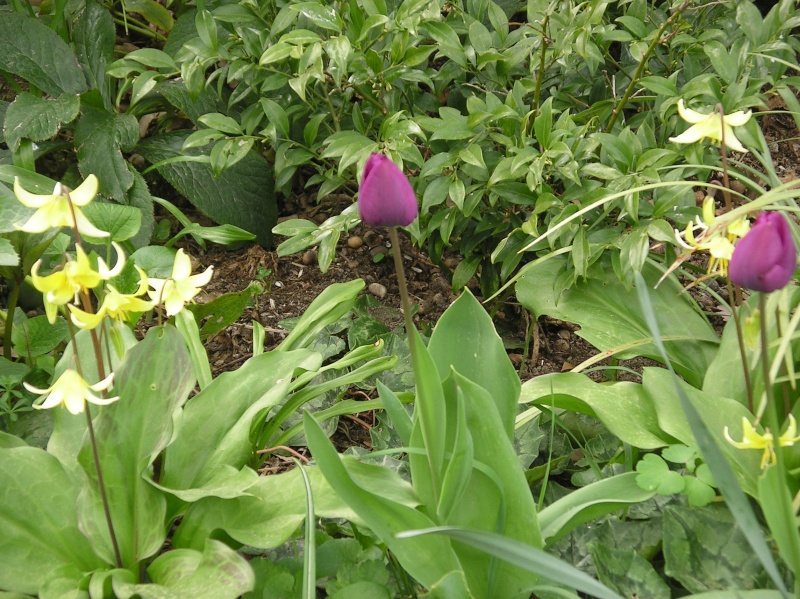 tulipes 2013 - 2014 - Page 6 Imgp0077