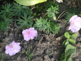 geranium vivace - Page 3 Imgp0109