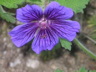 geranium vivace - Page 3 Imgp0135