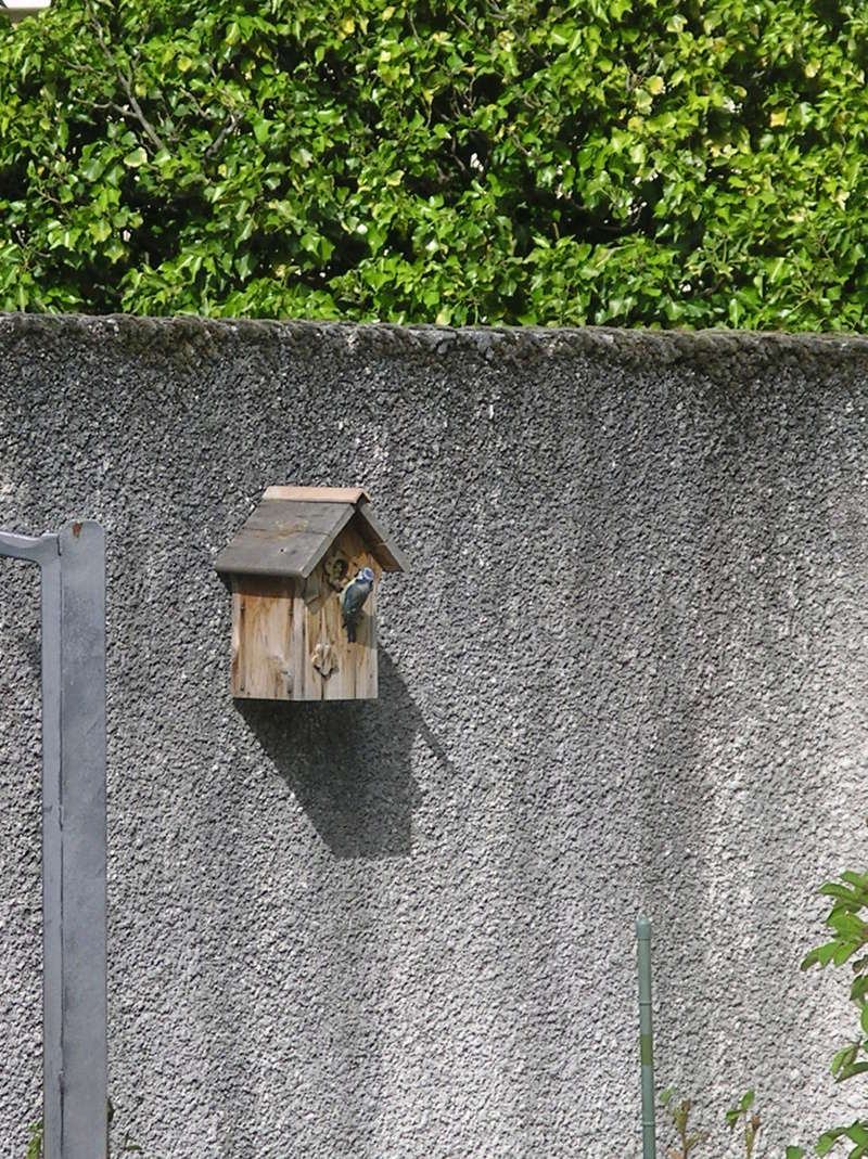 oiseaux du jardin Imgp0338