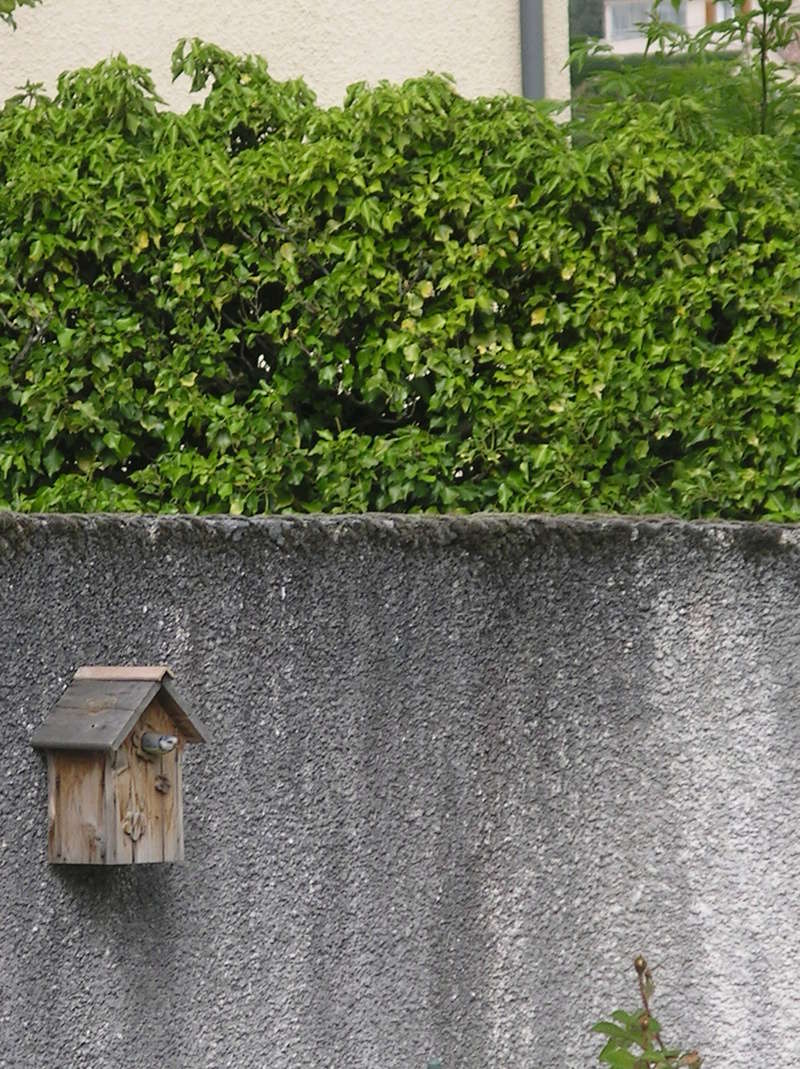 oiseaux du jardin Imgp0339