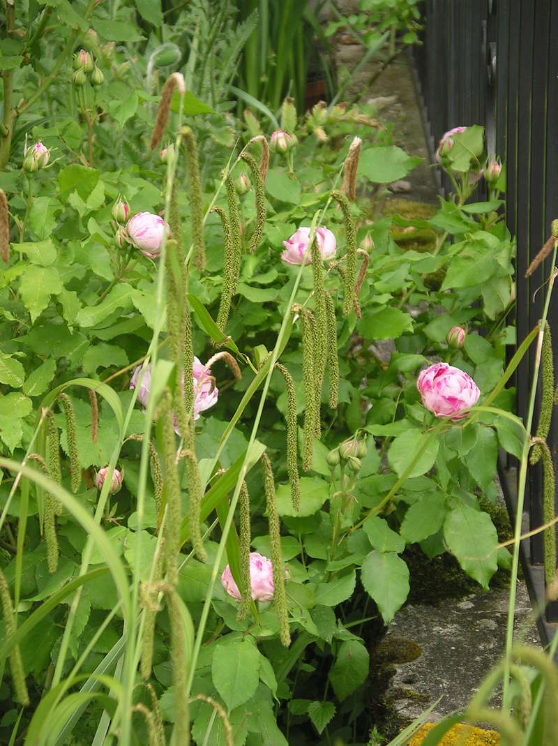 Roses et rosiers 2017  - Page 10 Imgp0387