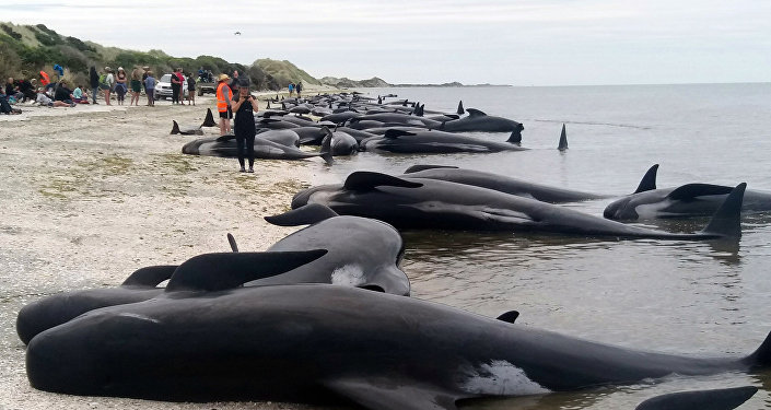 Quand les baleines explosent... 10300210