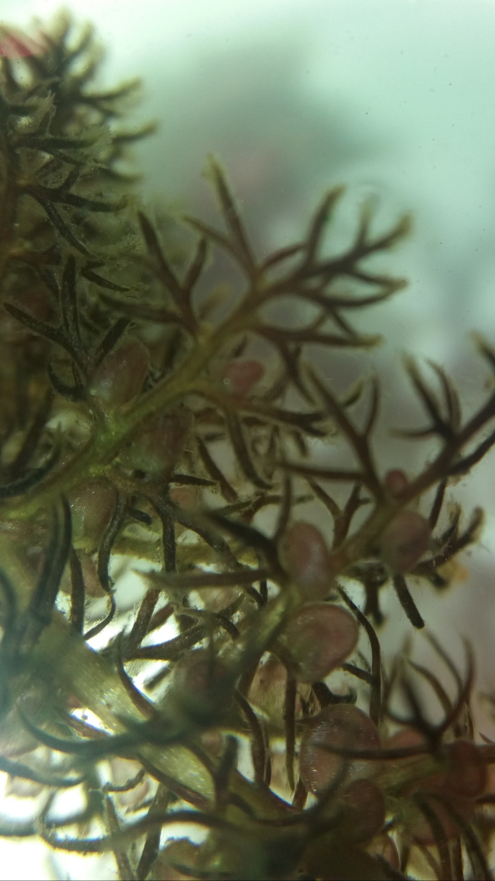 Utricularia minor et ses algues :) Screen10