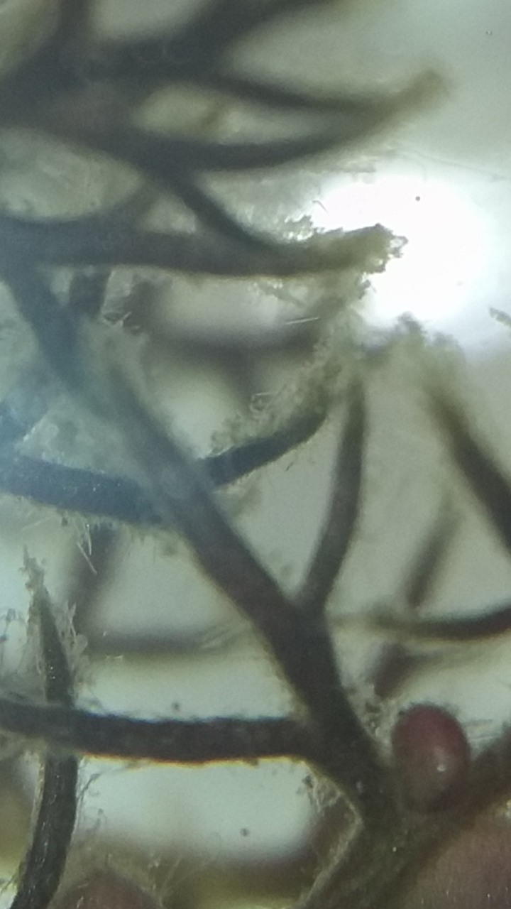 Utricularia minor et ses algues :) Screen11