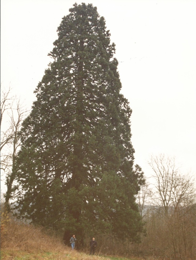 Sequoiadendron giganteum - séquoia géant Scan0013