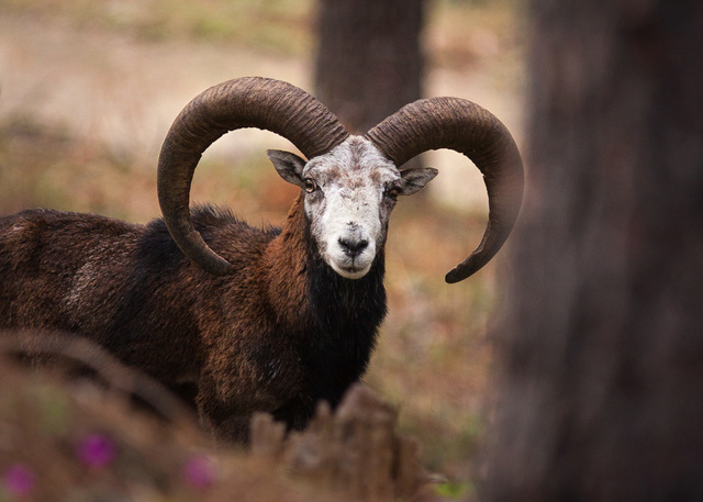 Mouflon curieux Mars_510