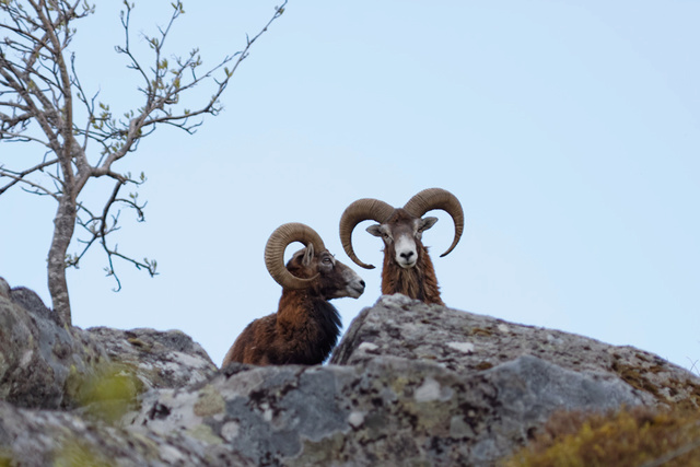 Animaux aprés saison de chasse... Mouflo10