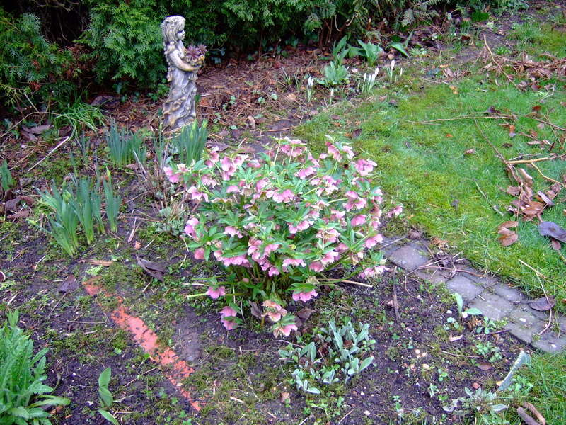 Hahnenfußgewächse (Ranunculaceae) - Winterlinge, Adonisröschen, Trollblumen, Anemonen, Clematis, uvm. - Seite 8 Dscf7128