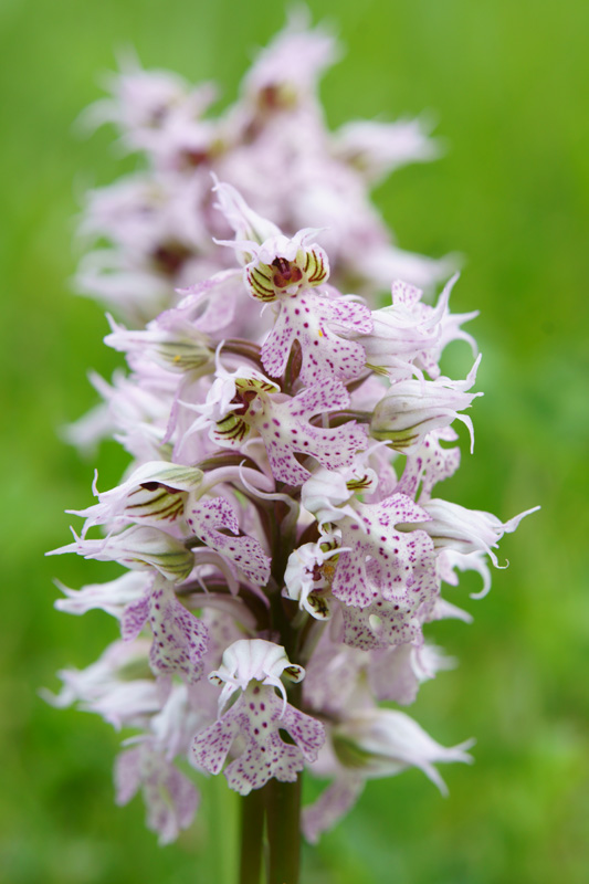 Neotinea lactea ( Orchis couleur de lait ) Dsc05113