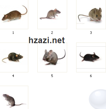 المجموعة الحادية عشر فرشات فار للفتشوب Mouse 0413