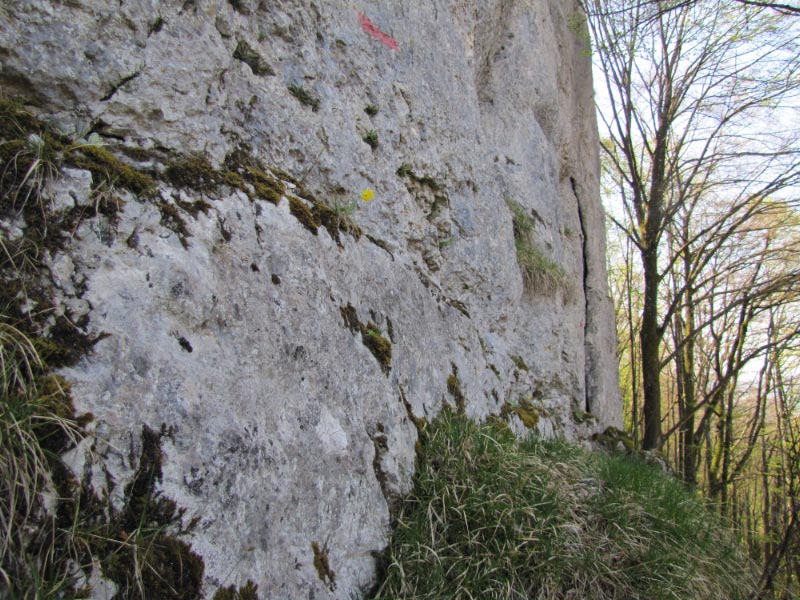 Oreilles d'ours dans le Doubs Img_7915