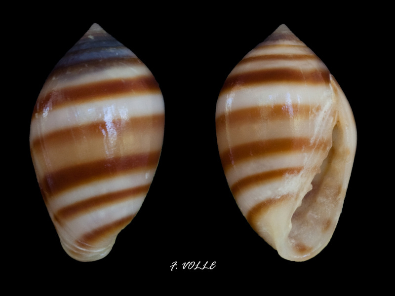 Cassidula nucleus (Gmelin, 1791) Margin10