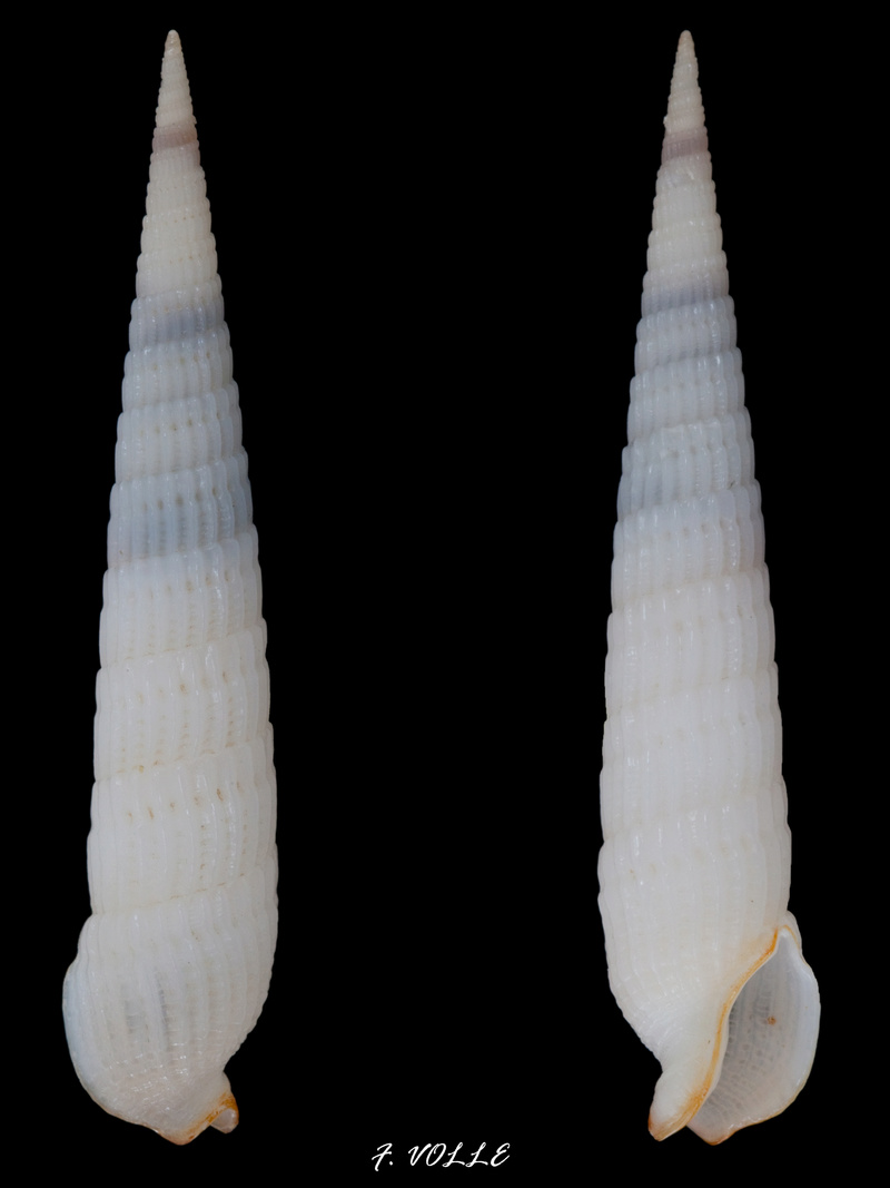 Terebridae Punctoterebra textilis (Hinds, 1844) Terebr11