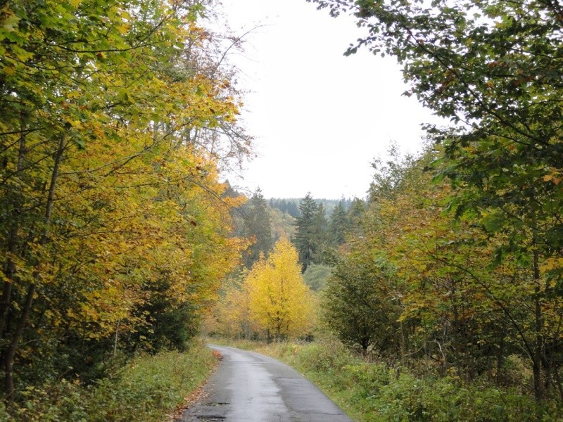 Harz-Herbst-Eindrcke der letzten Tage Dsc01010