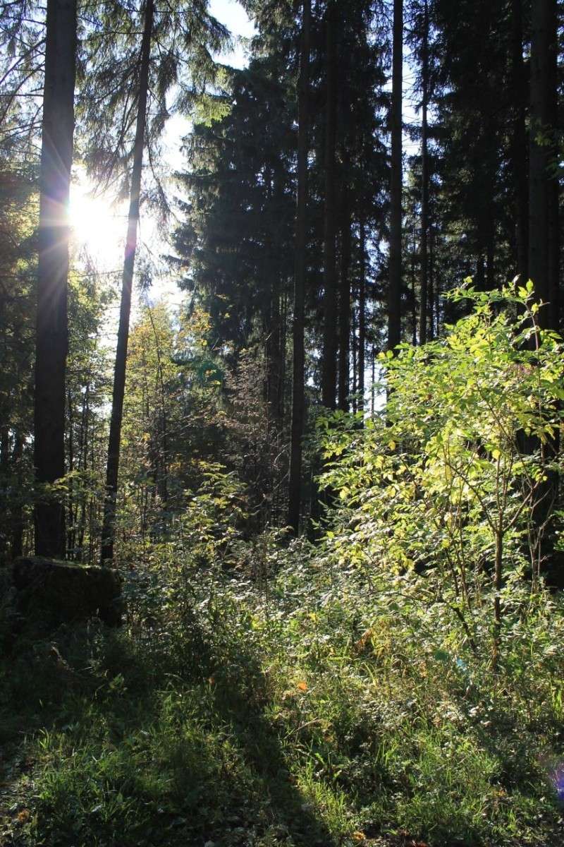 Harz-Herbst-Eindrcke der letzten Tage Img_7813