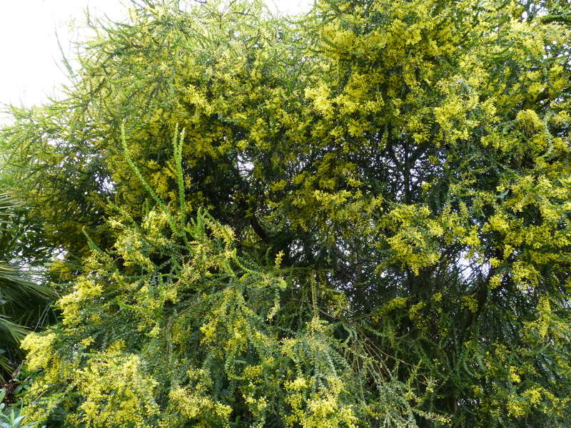 Acacia pravissima - mimosa Acacia10