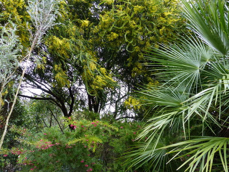 Acacia pravissima - mimosa Acacia12