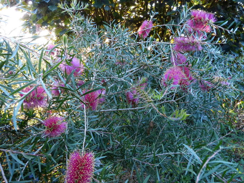 ces quelques fleurs de nos jardins - Page 2 Callis20
