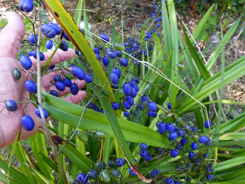 ces quelques fleurs de nos jardins Dianel11