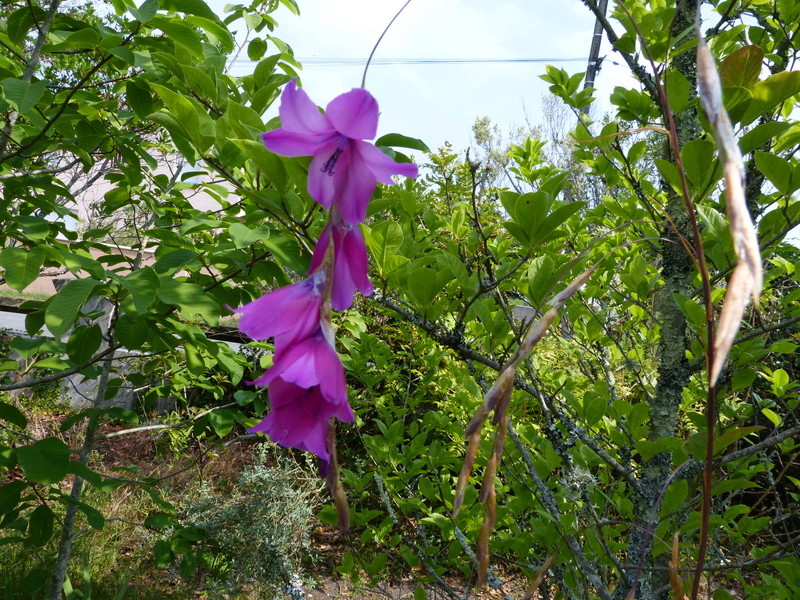 ces quelques fleurs de nos jardins - Page 3 Dieram10