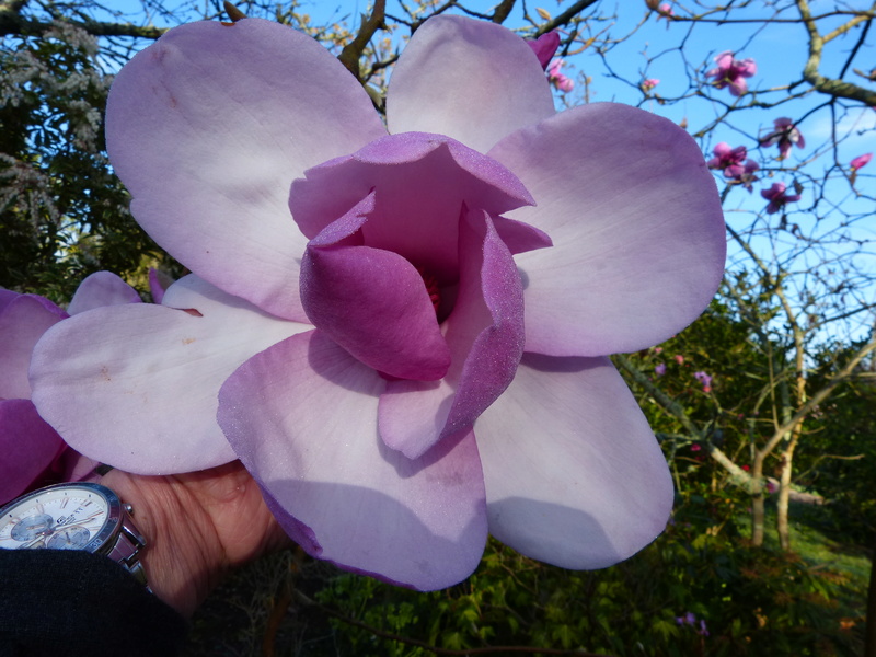 Magnolia Iolanthe - floraison [identification] Magnol16