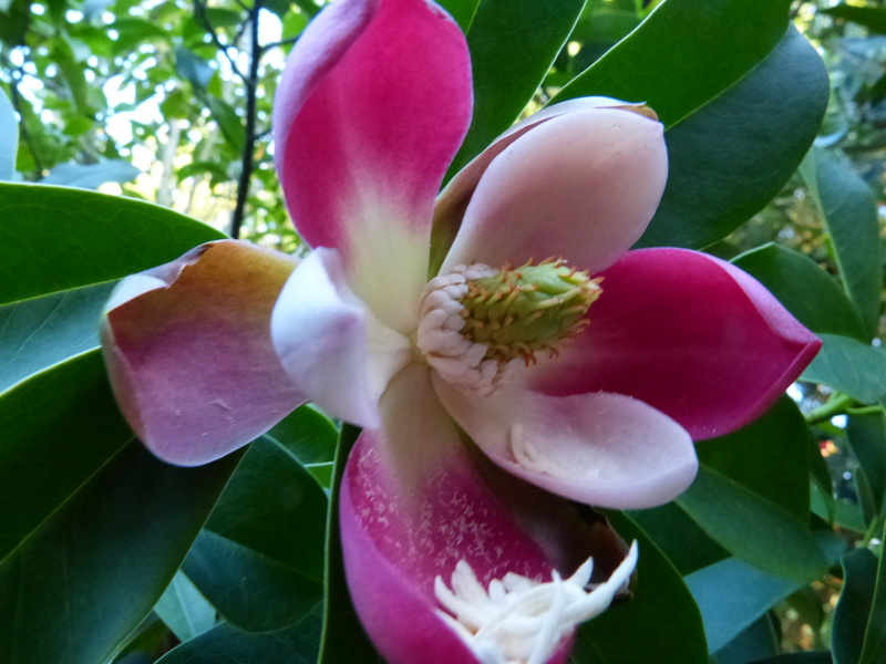 ces quelques fleurs de nos jardins Mangli11