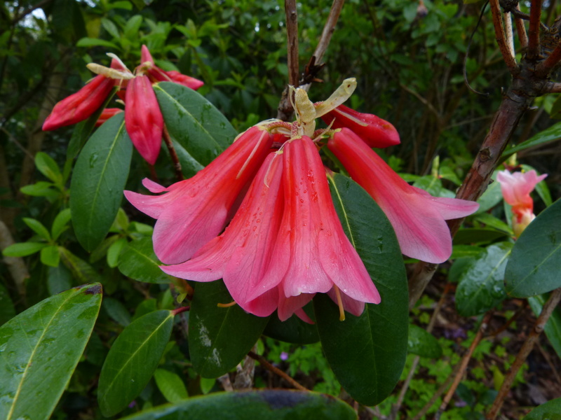 ces quelques fleurs de nos jardins Rhodod31