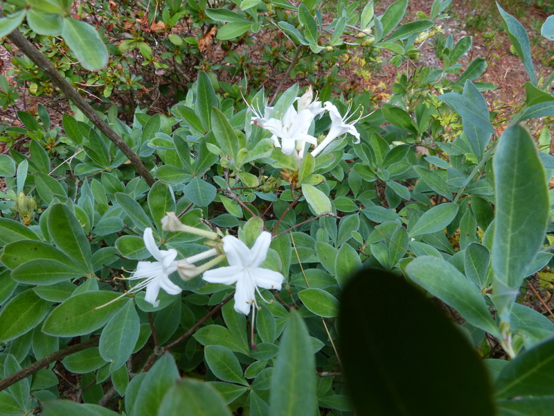 ces quelques fleurs de nos jardins Rhodod32