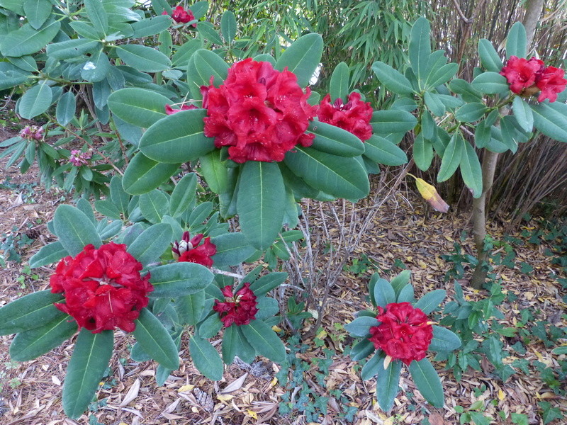 ces quelques fleurs de nos jardins Rhodod35