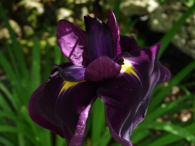 Iris ensata (= Iris kaempferi) - iris du Japon - Page 2 Iris_e12