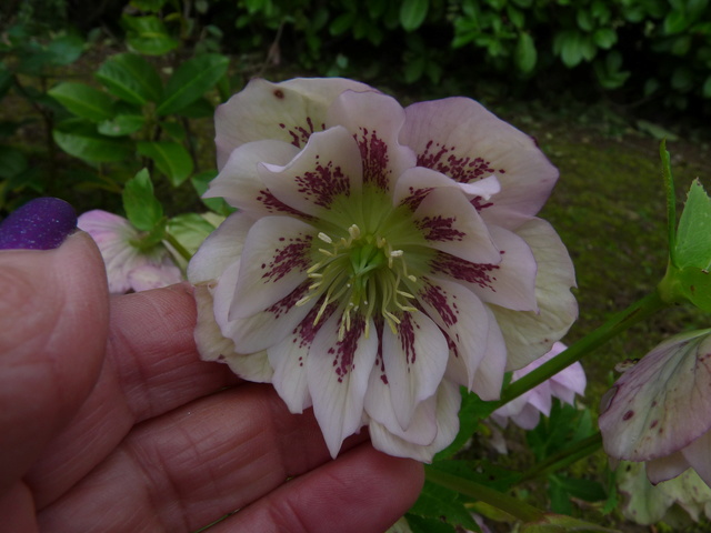 Helleborus ??? [identification non terminée] P1030818