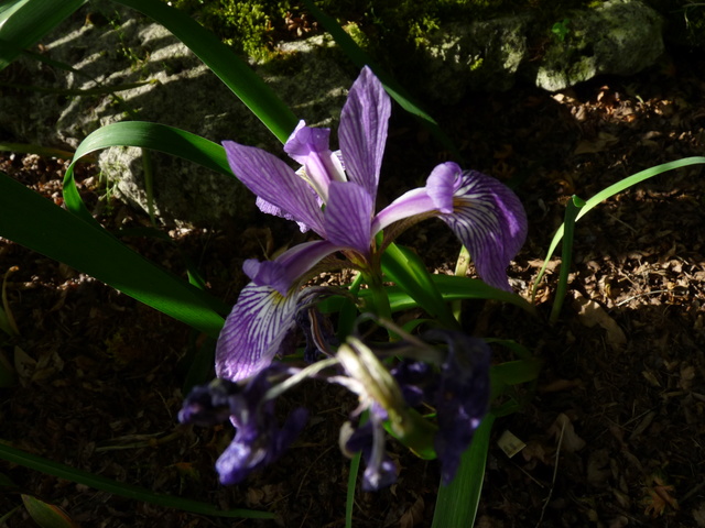 Iris versicolor P1040113