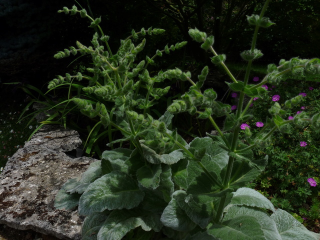 Salvia argentea - sauge argentée - Page 3 P1040114