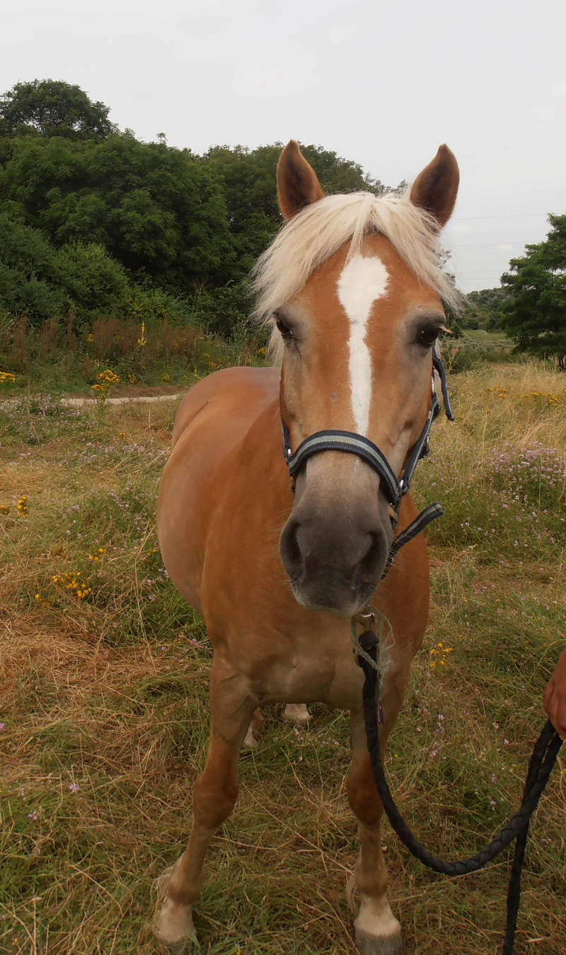 ISA ESPERANCE - poney Haflinger née en 1996 - adoptée en juillet 2017 par sonia et Olivier Isa_110