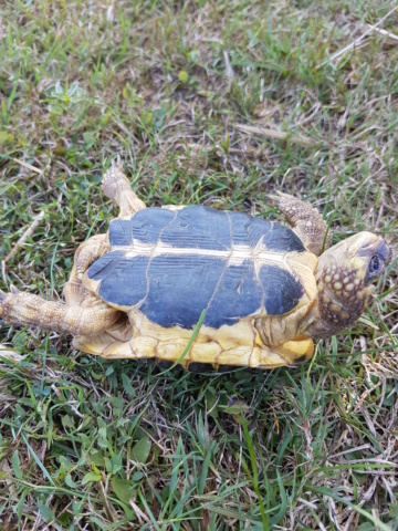 mâle ou femelle ( 2e tortue ) ? 20180821