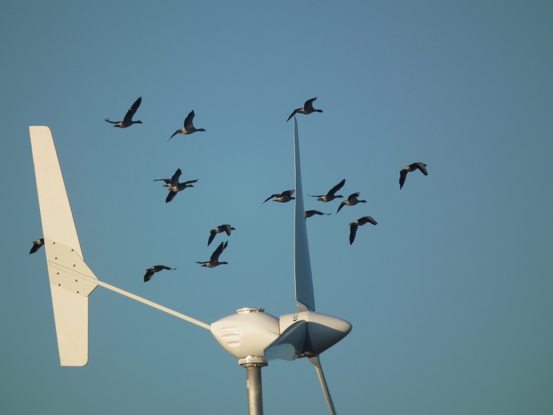 Parc éolien et chasse  Eolien10