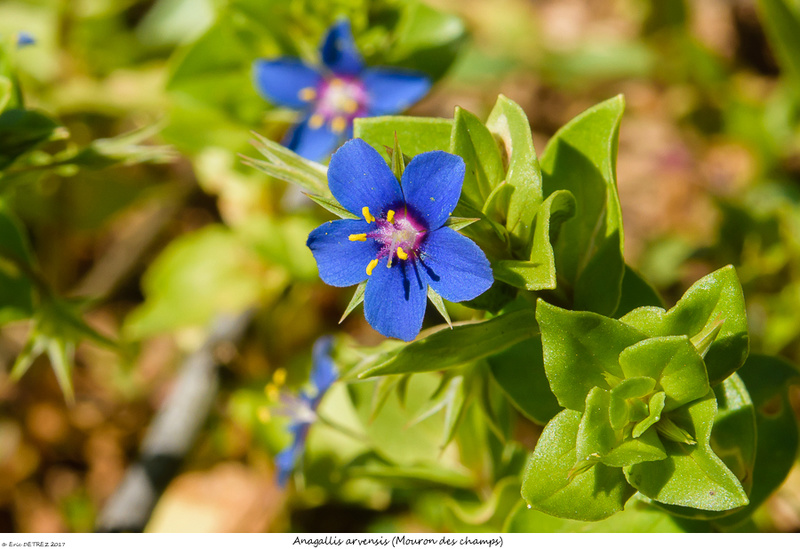 En Corse, il n'y a pas que des orchidées ! Anagal10