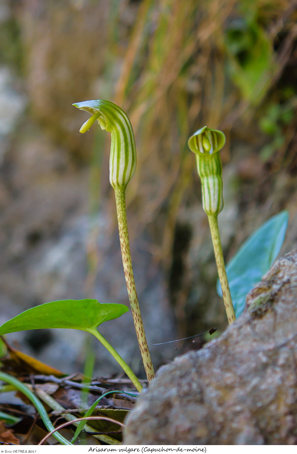 En Corse, il n'y a pas que des orchidées ! Arisar10