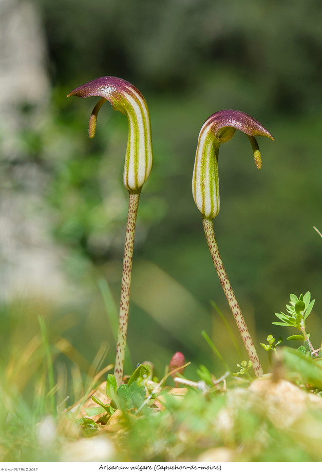 En Corse, il n'y a pas que des orchidées ! Arisar11