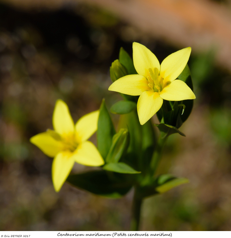 En Corse, il n'y a pas que des orchidées ! Centau11