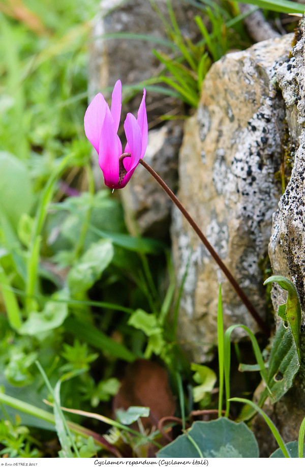 En Corse, il n'y a pas que des orchidées ! Cyclam10