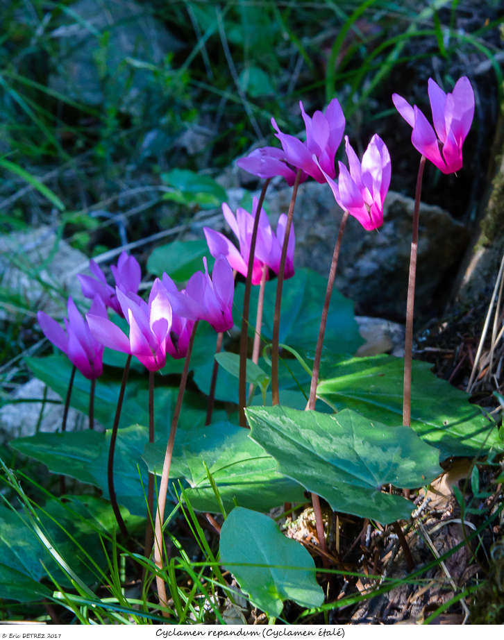 En Corse, il n'y a pas que des orchidées ! Cyclam12