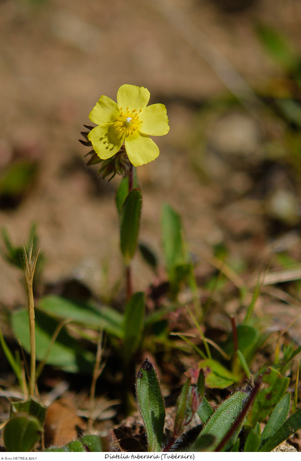 En Corse, il n'y a pas que des orchidées ! Diatel10