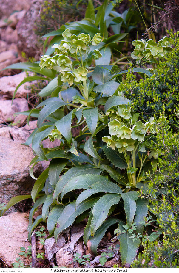 En Corse, il n'y a pas que des orchidées ! Helleb13