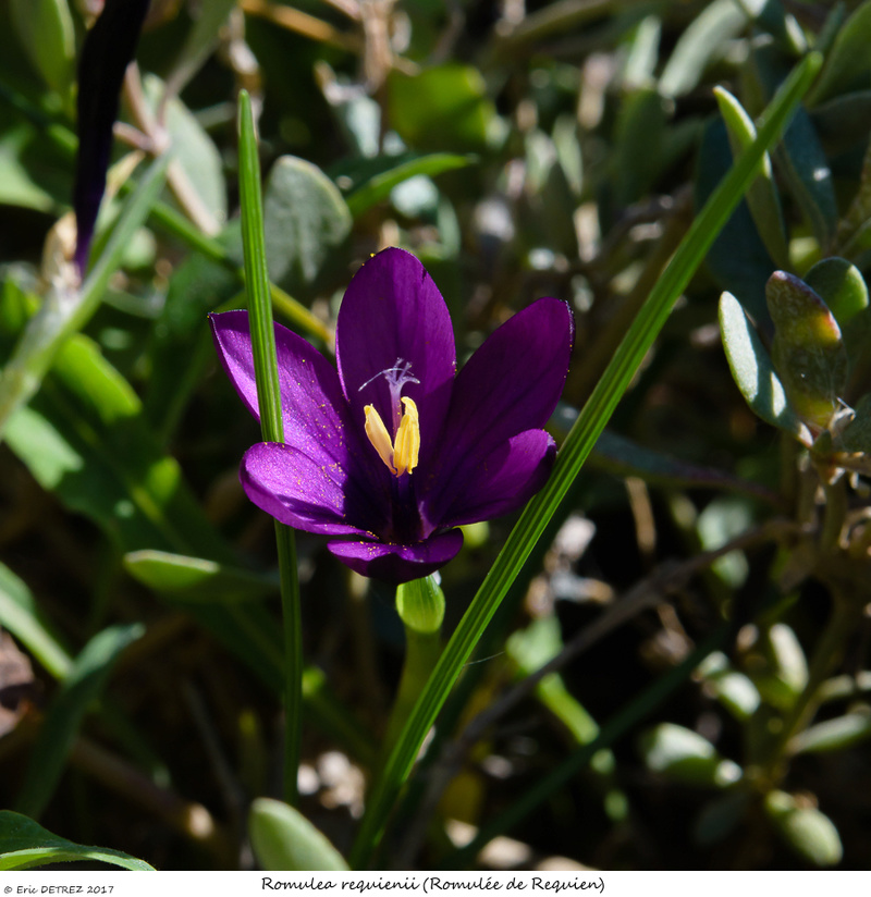 En Corse, il n'y a pas que des orchidées ! Romule13