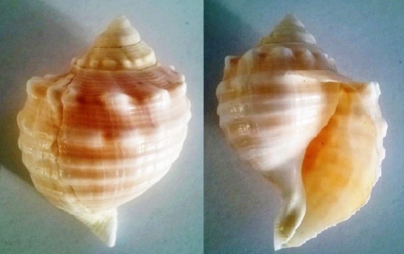 Identification Wp_20114
