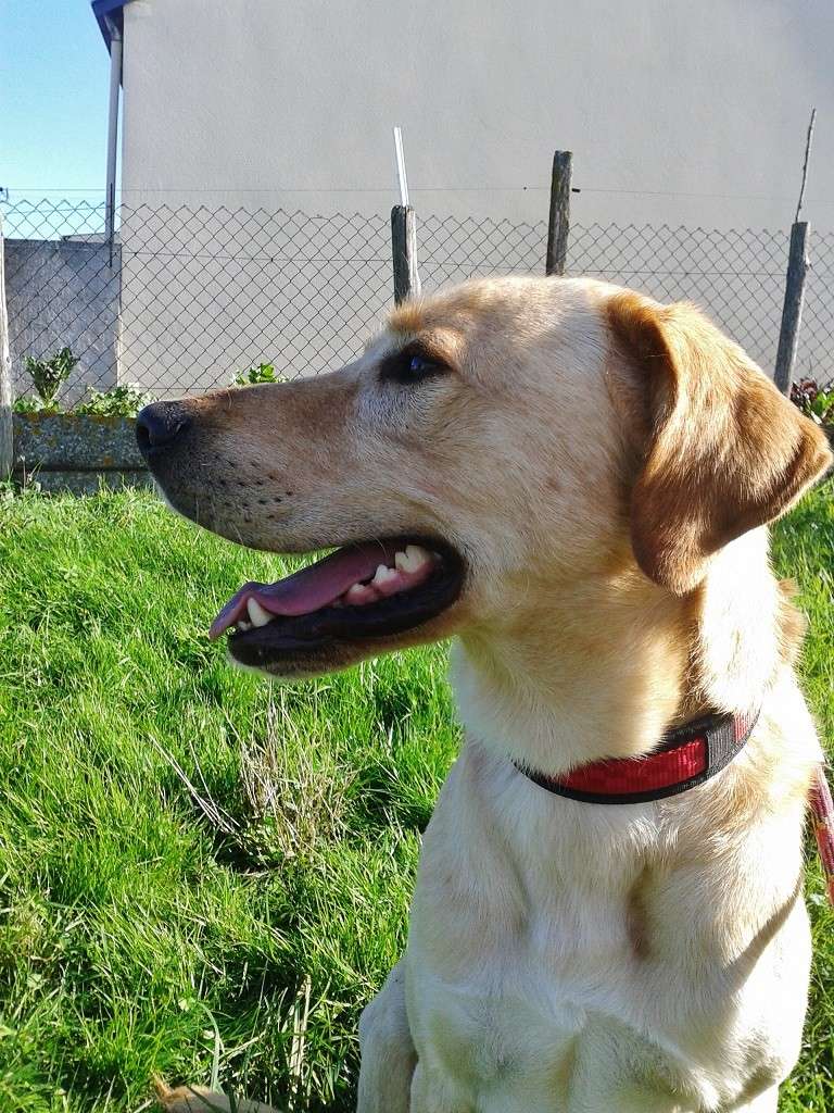 FILOU, mâle labrador né le 18/08/2010 20131010